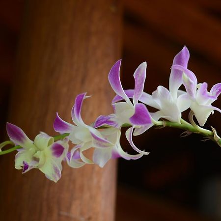 Botanic Garden Villas Hoi An Luaran gambar