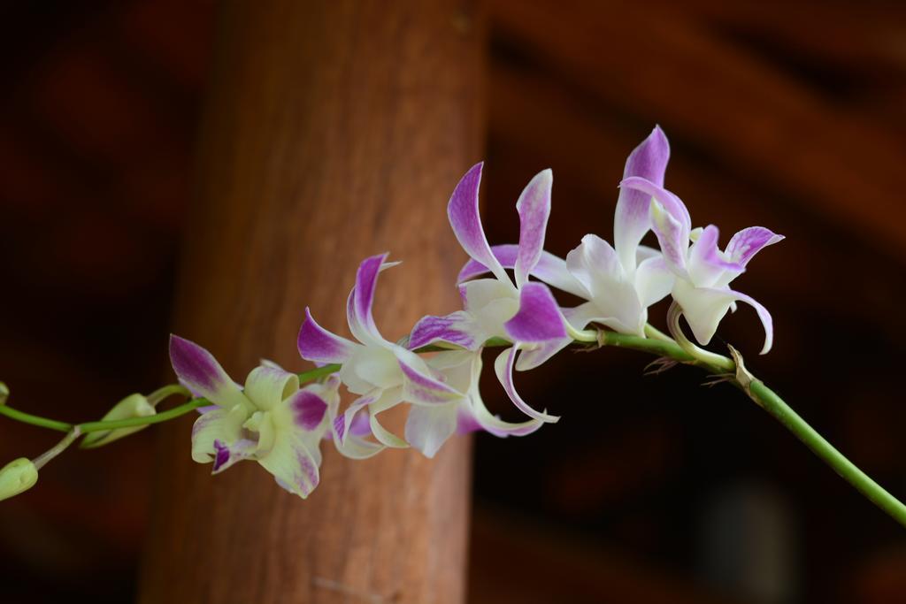 Botanic Garden Villas Hoi An Luaran gambar